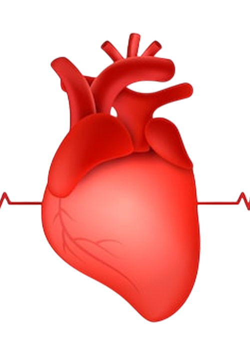 Human Heart